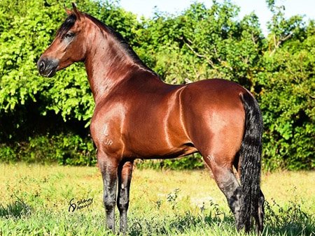 Cavalo alazão tostado de marcha picada - Cavalos e acessórios - Mata de São  João 1246892923