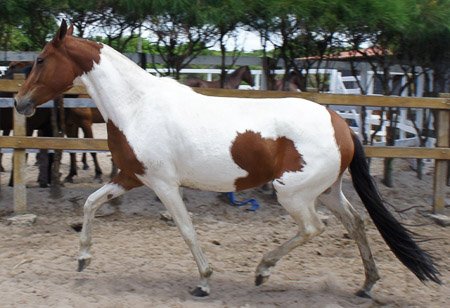 Poltra pampa de marcha picada do haras Feijó - Cavalos e